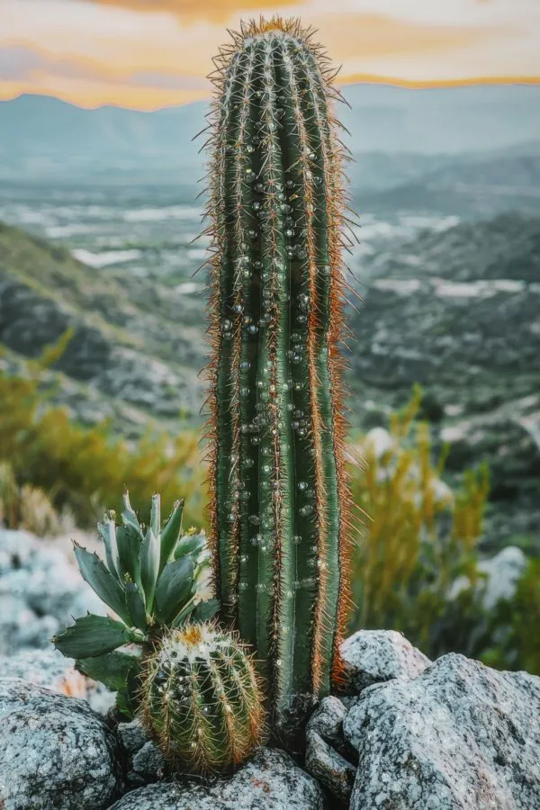Mauro Ferretti Obraz Cactus A 60x90 cm vícebarevný - Obrázek 2