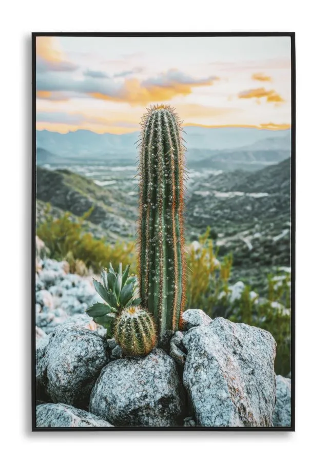 Mauro Ferretti Obraz Cactus A 60x90 cm vícebarevný